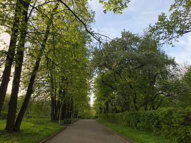 Genç yeşil yapraklar baharda ağaçlarda