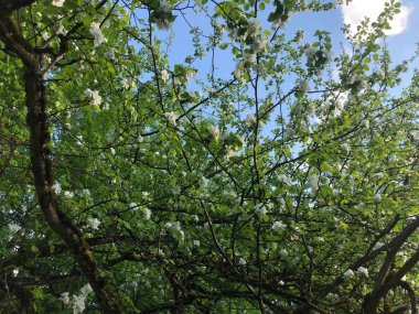 Güneşte çiçek açan elma ağacı, beyaz çiçekler.