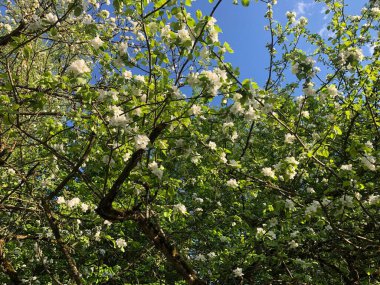 Güneşte çiçek açan elma ağacı, beyaz çiçekler.