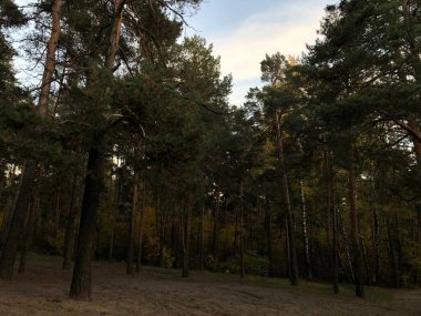 Ormanda yoğun çam ağaçları, dağda bir sürü çam ağacı.