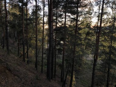 Rusya 'nın sonbaharında çam ormanı