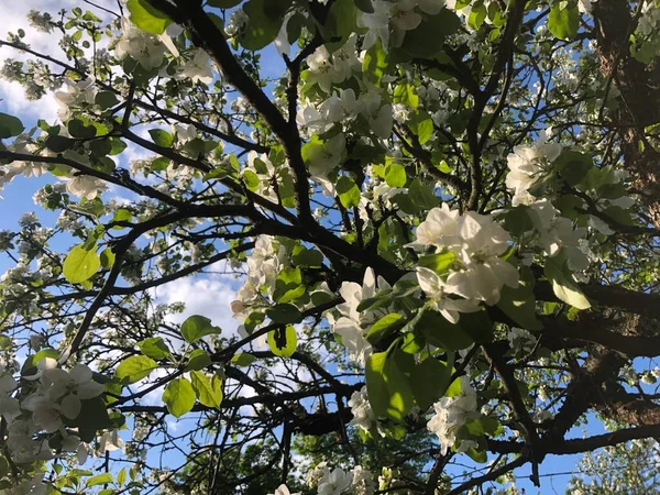 Kwitnące Jabłoń Słońcu Białe Kwiaty — Zdjęcie stockowe