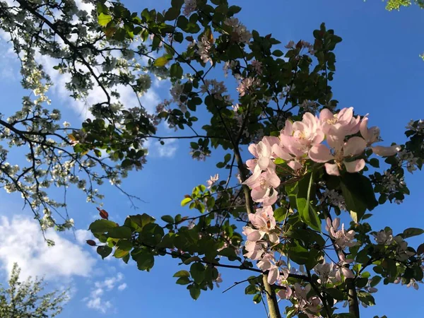 Fleurs Cerisier Printemps — Photo