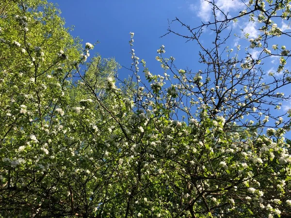 Blooming Apple Tree Sun White Flowers — Stock Photo, Image
