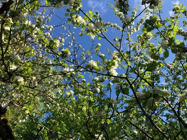 Bloeiende Appelboom Zon Witte Bloemen — Stockfoto