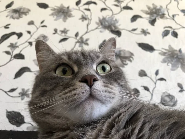 Roligt Utseende Ansikte Grå Katt — Stockfoto