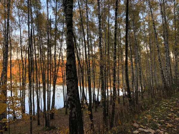 Вид Озеро Розташоване Деревами Осінь Вечір — стокове фото