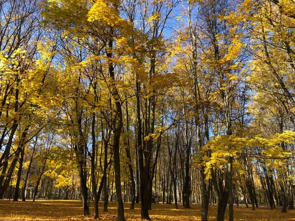 Floresta Bordo Folhas Amarelas Outono — Fotografia de Stock