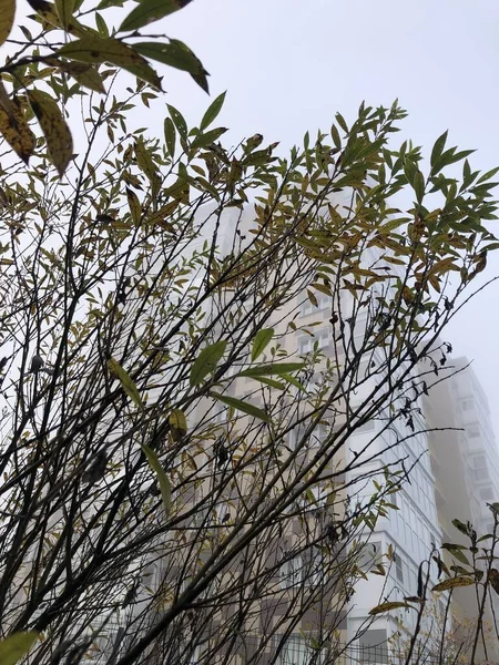葉のある細い枝 — ストック写真