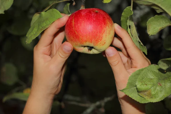 Συγκομιδή Μήλων Χέρια Μιας Γυναίκας Κόβουν Ένα Κόκκινο Μήλο Από — Φωτογραφία Αρχείου