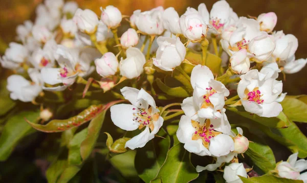 White Pear Flowers Soft Light Dawn — Stock Photo, Image