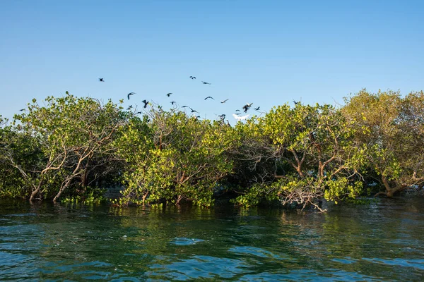 Egrets birds flying above mangrove tree