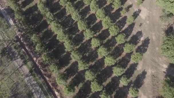Widok z lotu ptaka na drzewa w gospodarstwie cytrusowym — Wideo stockowe