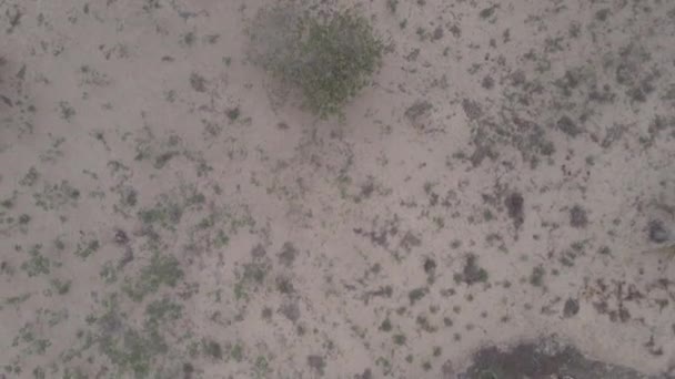 Dron latający nad kokosami na polu — Wideo stockowe