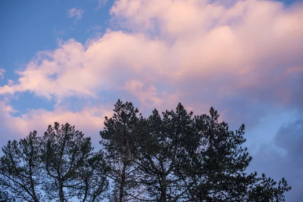 Paisagem tiro de árvore top com nuvens no céu — Fotografia de Stock