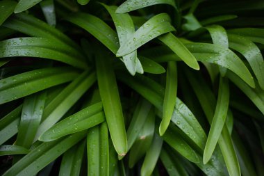 Bitkilerin yağmur damlalarıyla yakın çekim görüntüsü