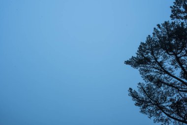 Ağaçların temiz gökyüzüne karşı düşük açılı görünümü