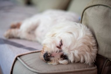 Maltese poodle laying on sofa