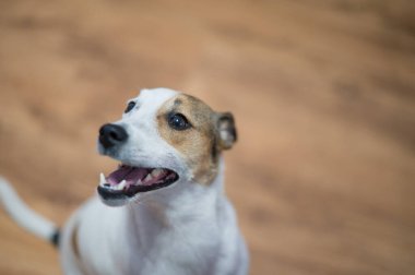Genç teriyer köpeğinin yakın portresi