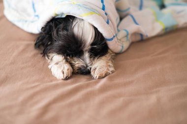 Yatakta uyuyan yorgun köpeğin portresi.