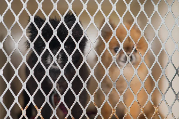 Two Pomeranian dogs seen inside of cage — Stock Photo, Image