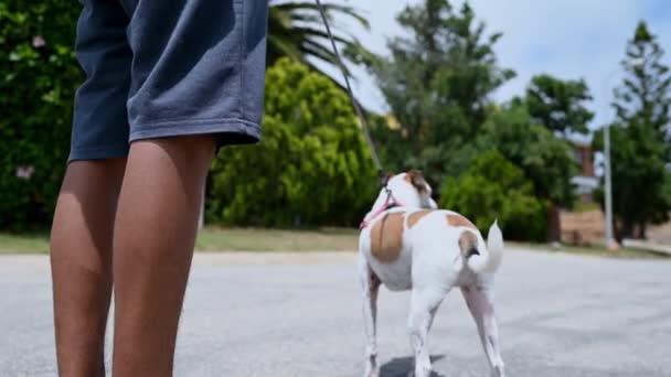 Střední část záběr mladého chlapce chůze svého psa — Stock video