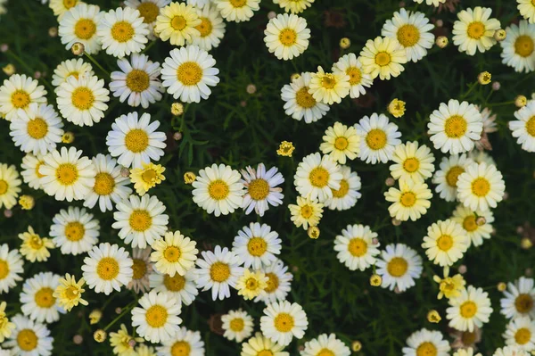 Flores florescendo visto no verão tiro de cima — Fotografia de Stock