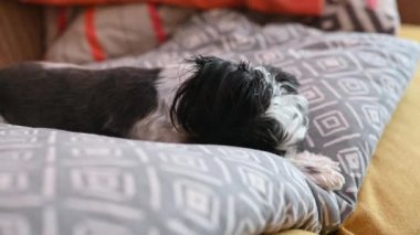 Kanepede uyuyan sevimli köpeğe yaklaş.