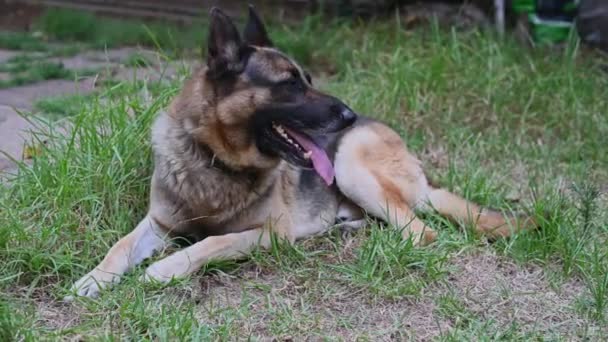 Close up tiro de cão pastor alemão ofegante — Vídeo de Stock