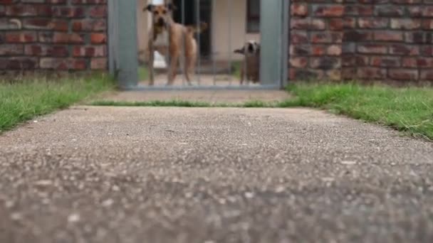 Voorste pan naar blaffende honden bij gate — Stockvideo