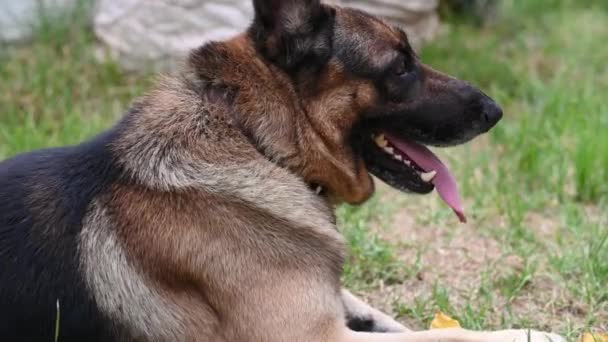 Gros plan du chien berger allemand haletant vu à l'extérieur — Video