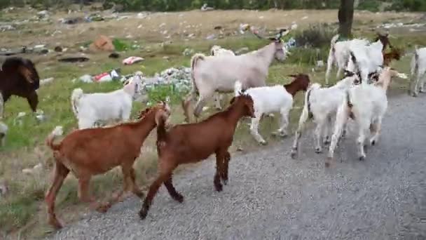 Grupo de cabras vistas andando ao lado da estrada — Vídeo de Stock