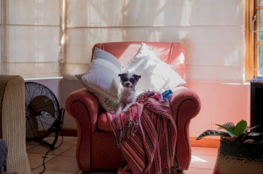 Kanepede oturan sevimli bir hayvan.