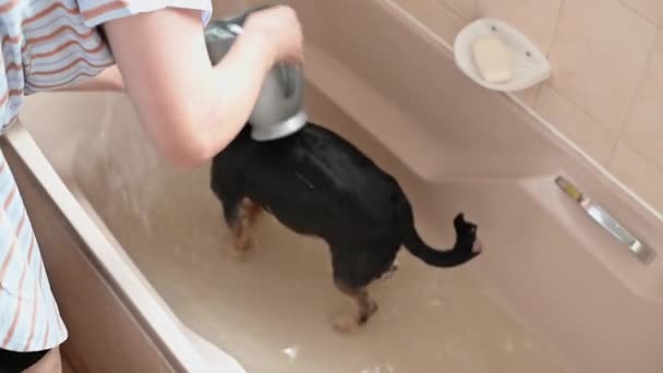 Mujer lavando perro en baño en casa — Vídeos de Stock