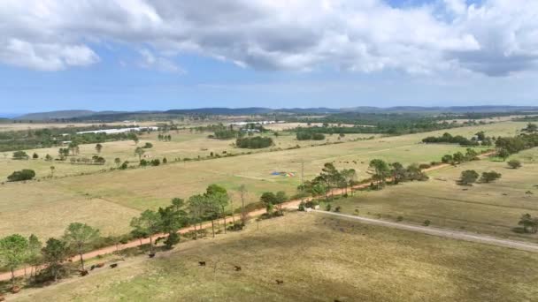 Vue aérienne de beaux champs avec du bétail vu marchant — Video