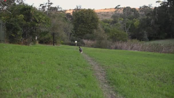 Terrier dog seen walking along pathway in nature — Vídeo de stock