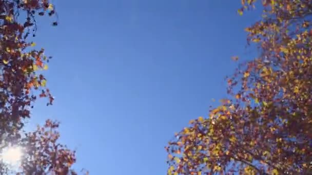 Niski kąt widzenia brązowych gałęzi drzew liściastych widoczne jesienią — Wideo stockowe
