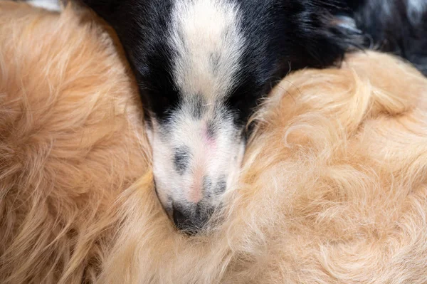 Border collie seen laying on other dog — Stock Photo, Image