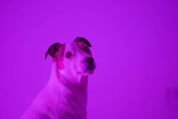 Gros Plan Portrait Chien Dans Chambre Avec Une Lumière Colorée — Photo