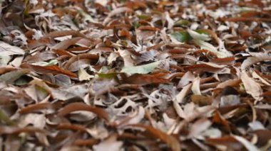 Düşen yaprakların alçak açılı görüntüsü