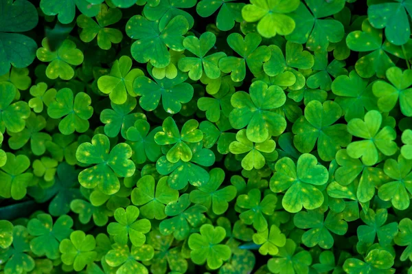 High Angle View Lush Green Plant — ストック写真