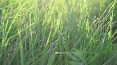 İleriye doğru hareket uzun çimenlerle görülür