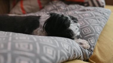 Uykucu köpeği dilini çıkararak yakın plan çek.