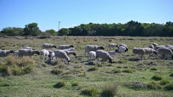 Collection Sheep Seen Grazing Grass — Vídeos de Stock