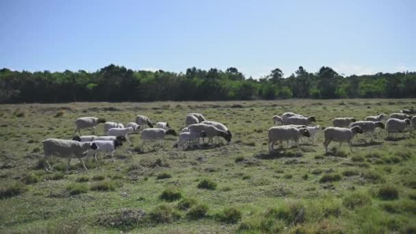 Sheep Seen Grazing Field — 图库视频影像