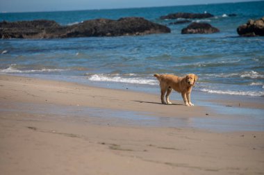 Su kenarında duran sevimli köpek.