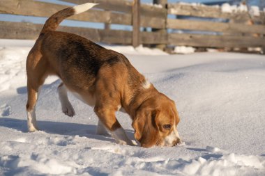 İngiliz av köpeği. Av köpeği. Canavarı bulmak için çalışın ya da işkence edin. kar ve güneş.