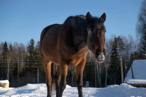 Cavallo grande baia in una posa divertente. labbra innevate. — Foto Stock