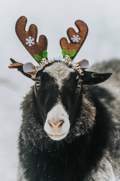 A black ram in a masquerade deer costume. New Years joke. year of the sheep. — Stock Photo, Image