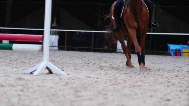 Ridning. ben av en häst som springer i galopp i arenan. — Stockvideo